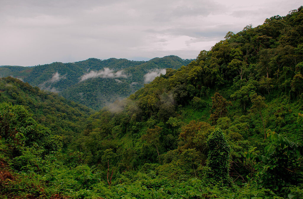 Buhoma Sector - Your Gateway to Bwindi's Northern Gorillas