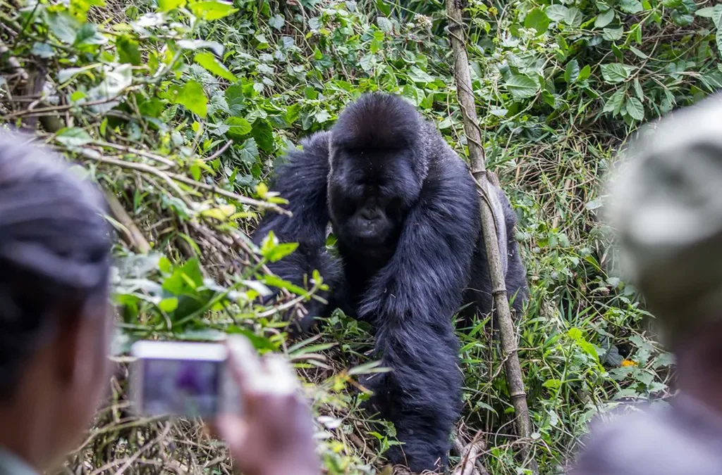Can I Record Videos During Gorilla Trekking