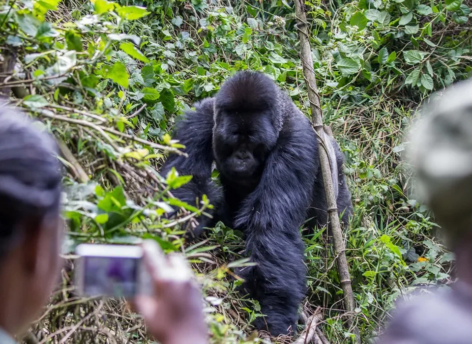 Can I Record Videos During Gorilla Trekking