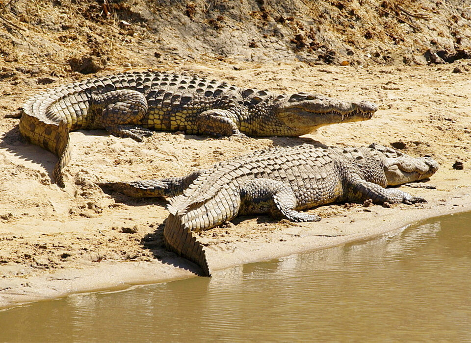 Crocodile Hotspots in Serengeti National Park