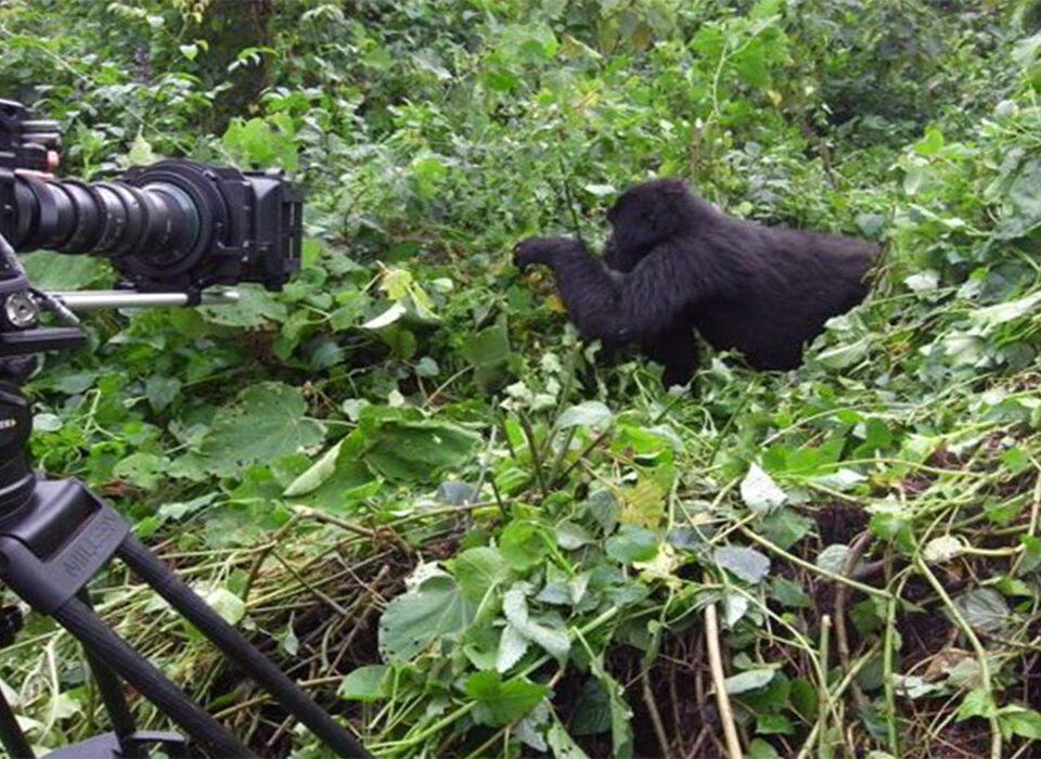 Do I need permits for filming in Uganda?