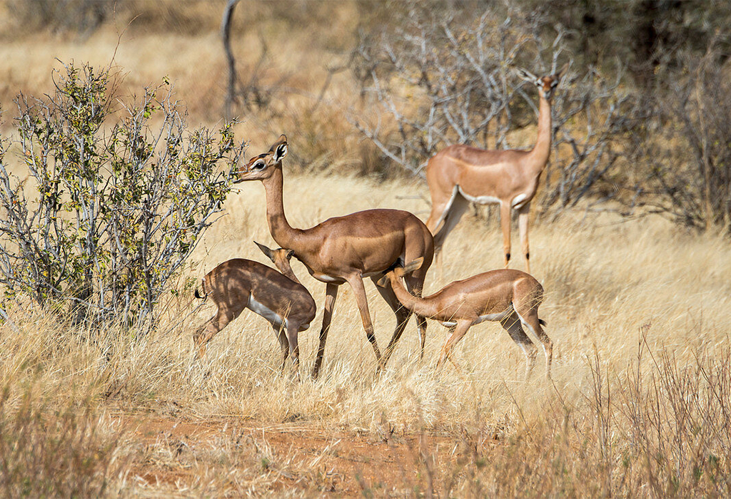 Gerenuk