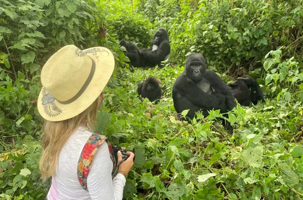 Gorilla Habituation in Style: Luxury Experience in Rushaga