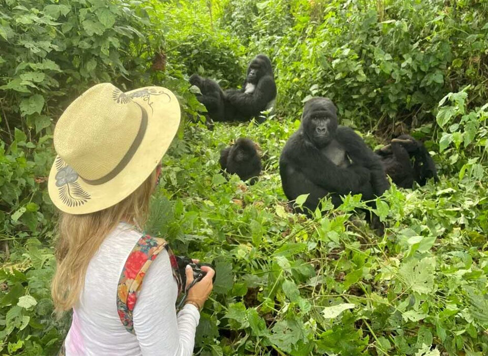 Gorilla Habituation in Style: Luxury Experience in Rushaga