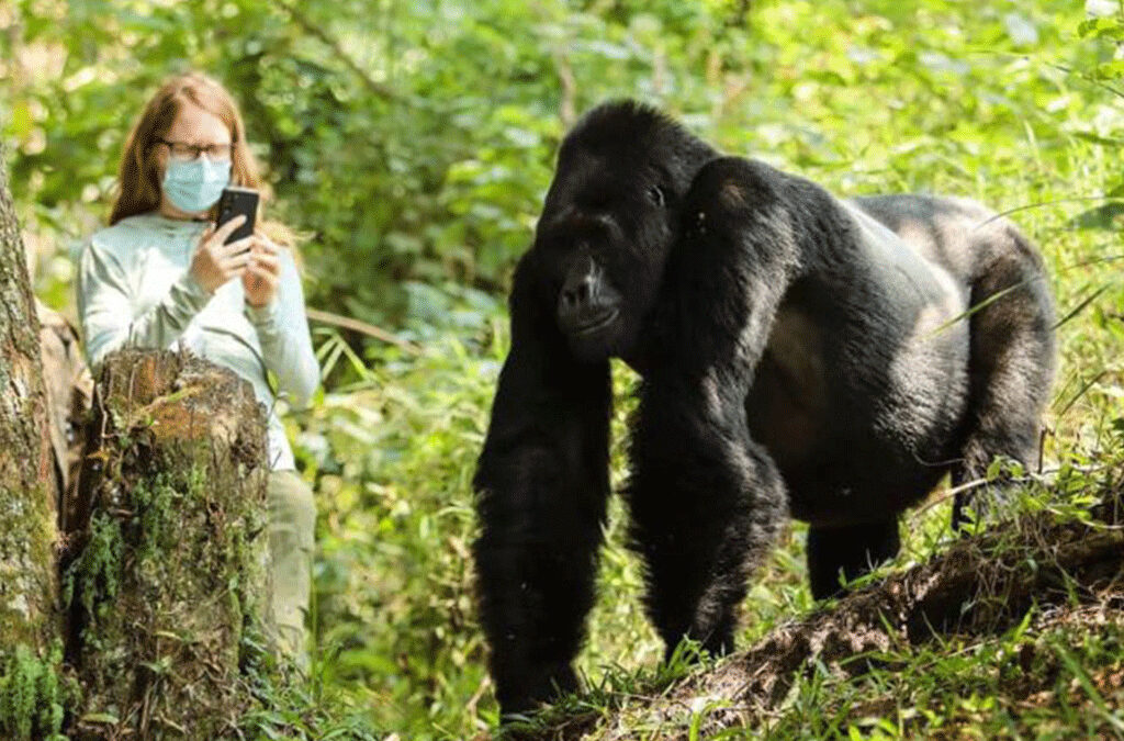 Gorilla Trekking in Bwindi While Pregnant