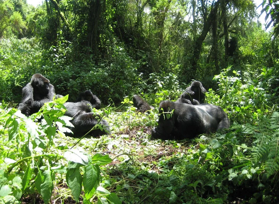 Gorilla Trekking in Rwanda with Kids - What to Know