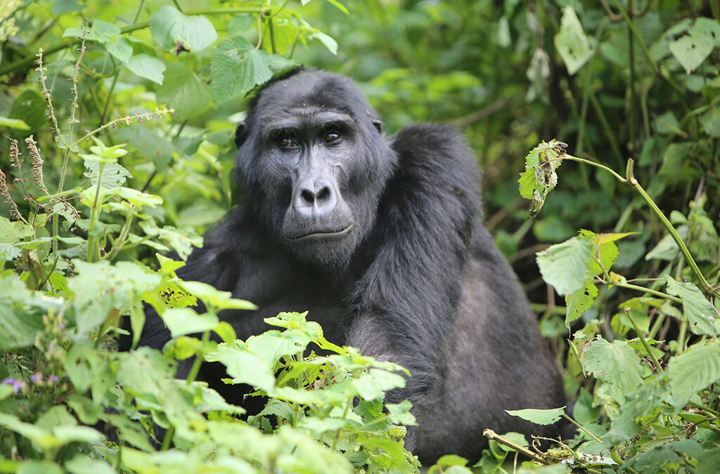 Gorilla Trekking in Uganda from Qatar