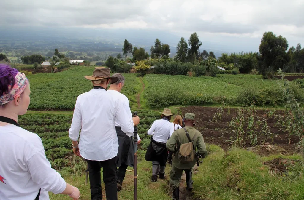 Gorilla and Golden Monkey Trekking – Which one to begin with?