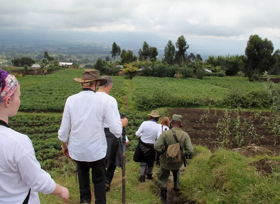 Gorilla and Golden Monkey Trekking – Which one to begin with?