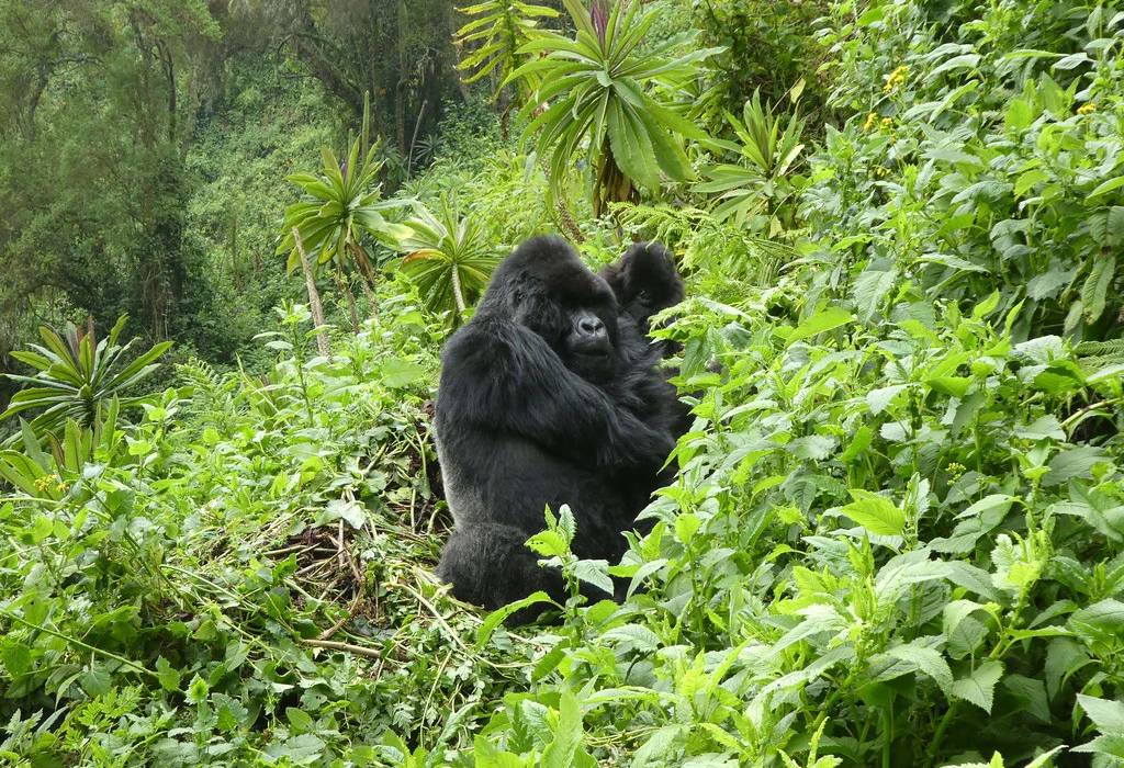 Gorillas in Rwanda & Chimp Habituation in Uganda – Is it Possible?