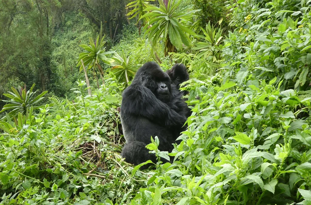 Gorillas in Rwanda & Chimp Habituation in Uganda – Is it Possible