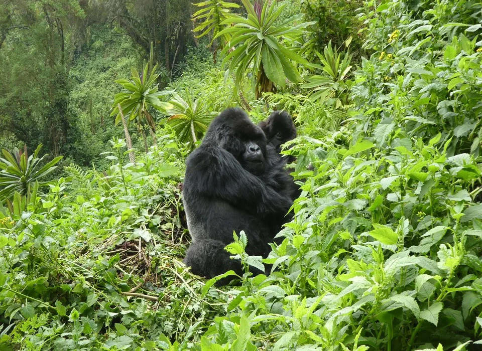 Gorillas in Rwanda & Chimp Habituation in Uganda – Is it Possible