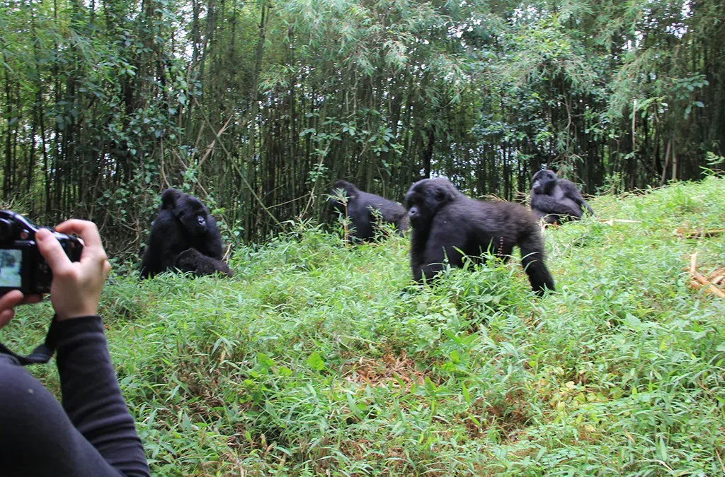 How Much Does a Rwanda Gorilla Safari Cost?