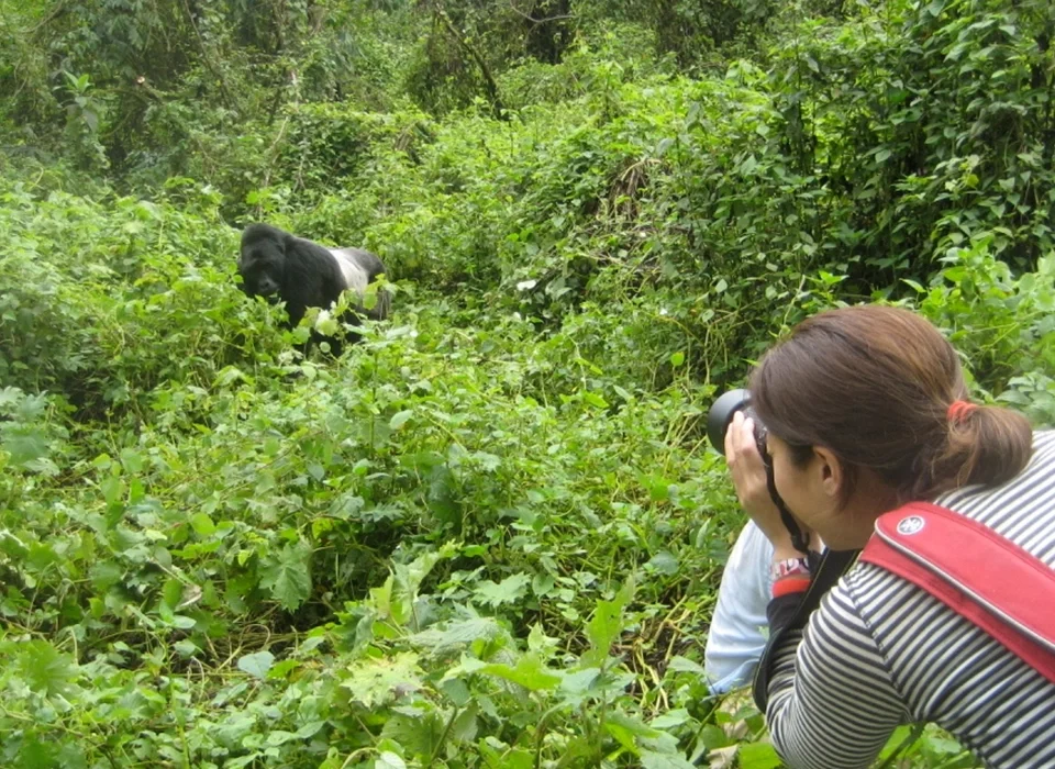 How to Plan Gorilla Trekking in Uganda as a YouTuber