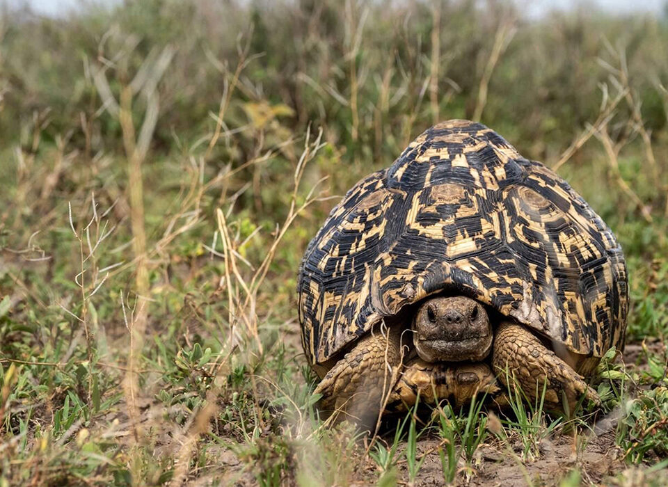 Top 4 Reptiles to Look for in Serengeti