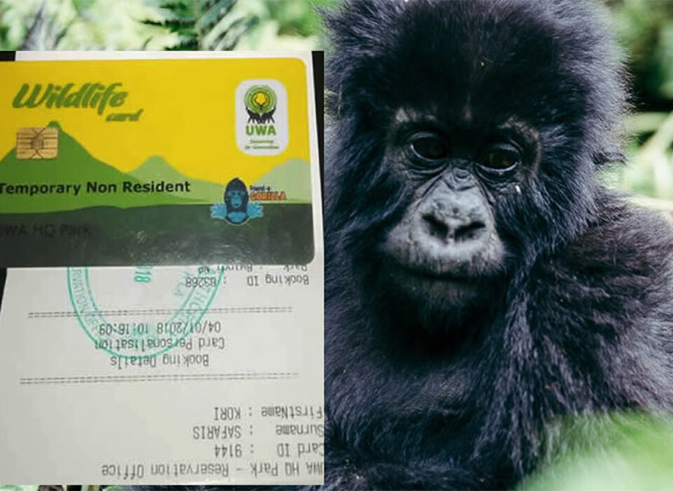 Most Common Questions About Uganda Gorilla Permits