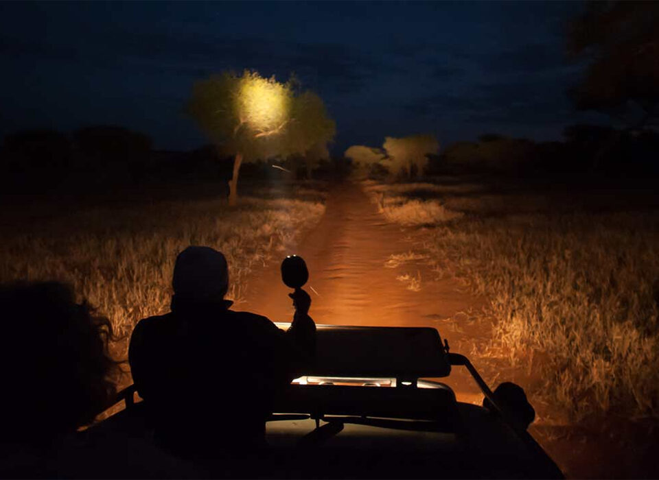 Night Safari in Murchison: Is It Worth It