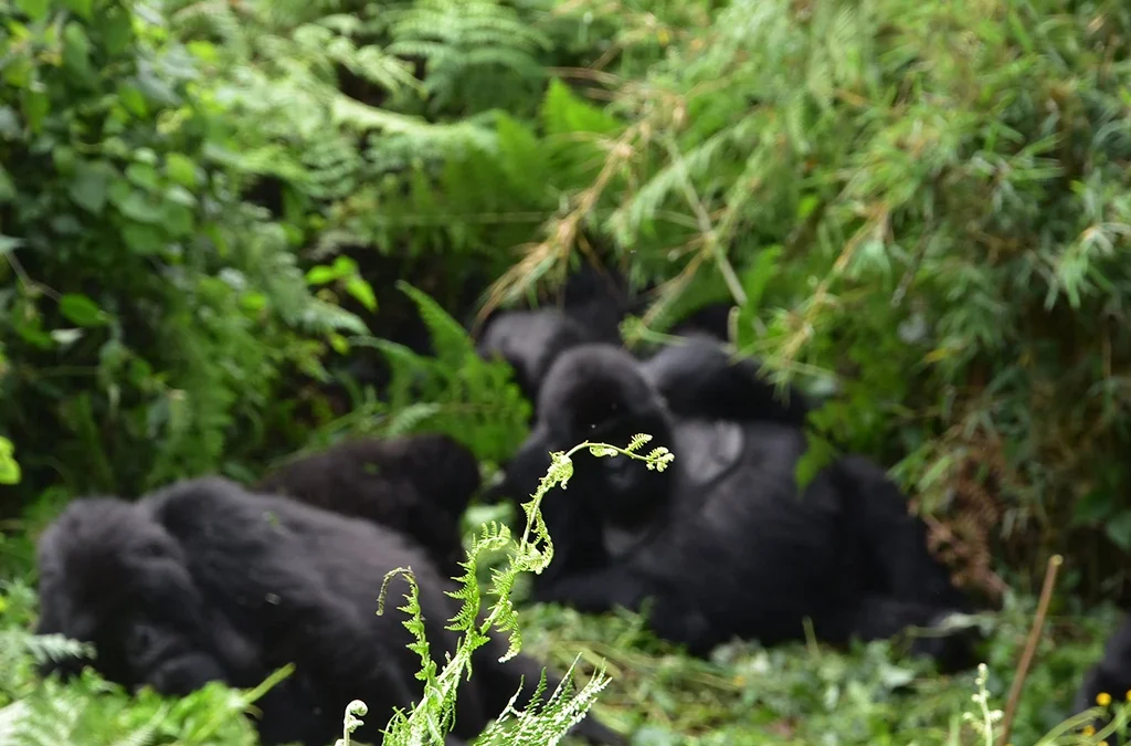 Number of Days to spend on Gorilla and Chimp Tour in Rwanda