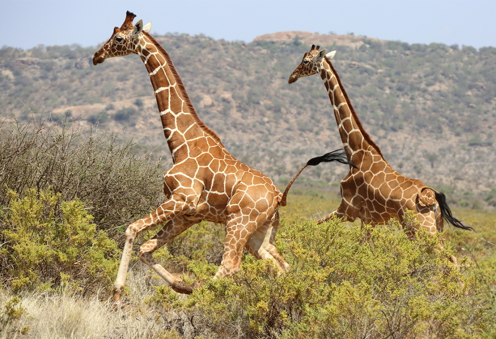 Reticulated Giraffe