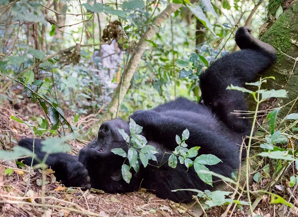 Rwanda & Tanzania 14-Day Luxury Tour Plan