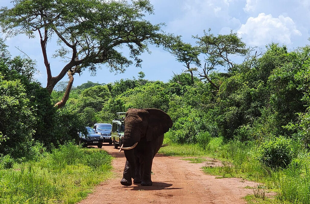 Self-Drive Safari in Akagera -Tips and Regulations