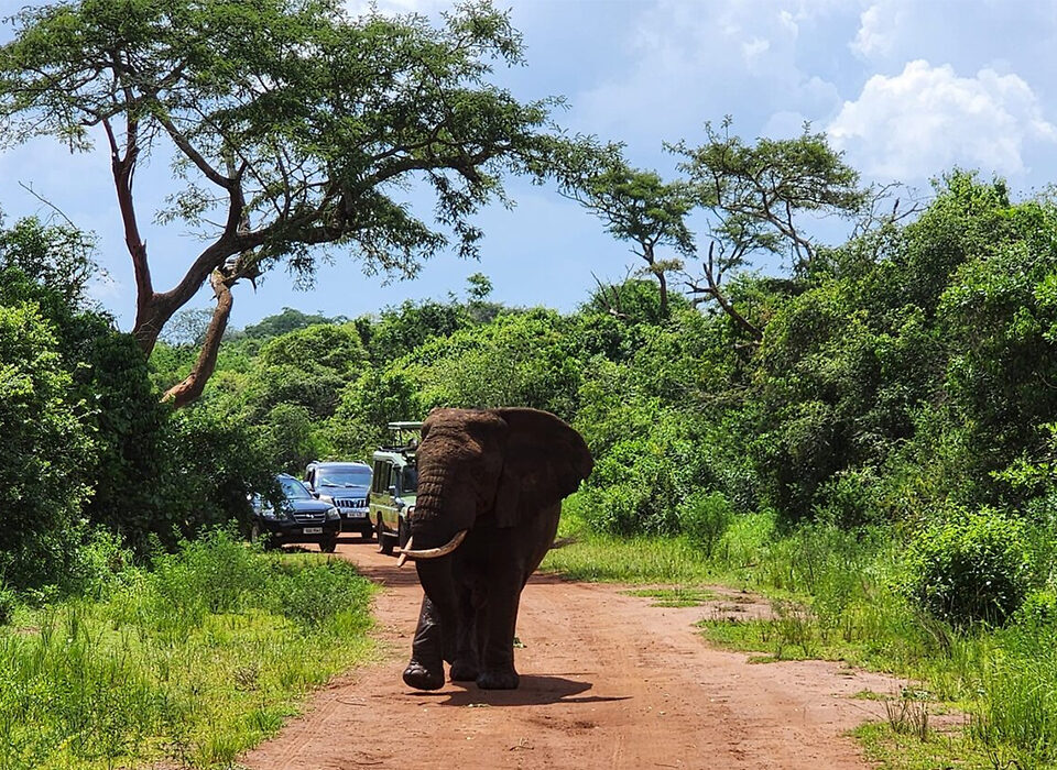 Self-Drive Safari in Akagera -Tips and Regulations