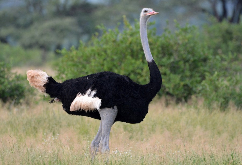Somali-Ostrich-in-samburu