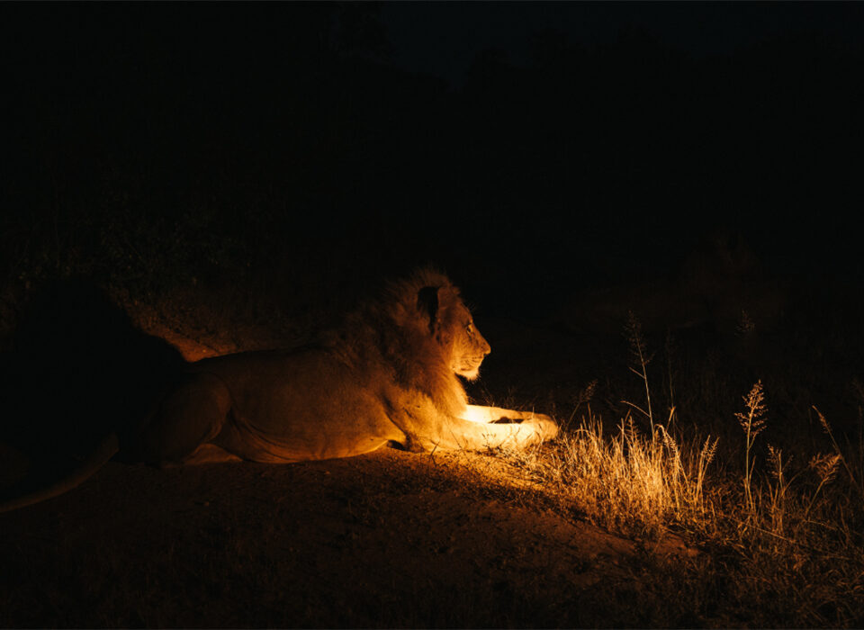 The Cost of Night Game Drive in Kidepo National Park