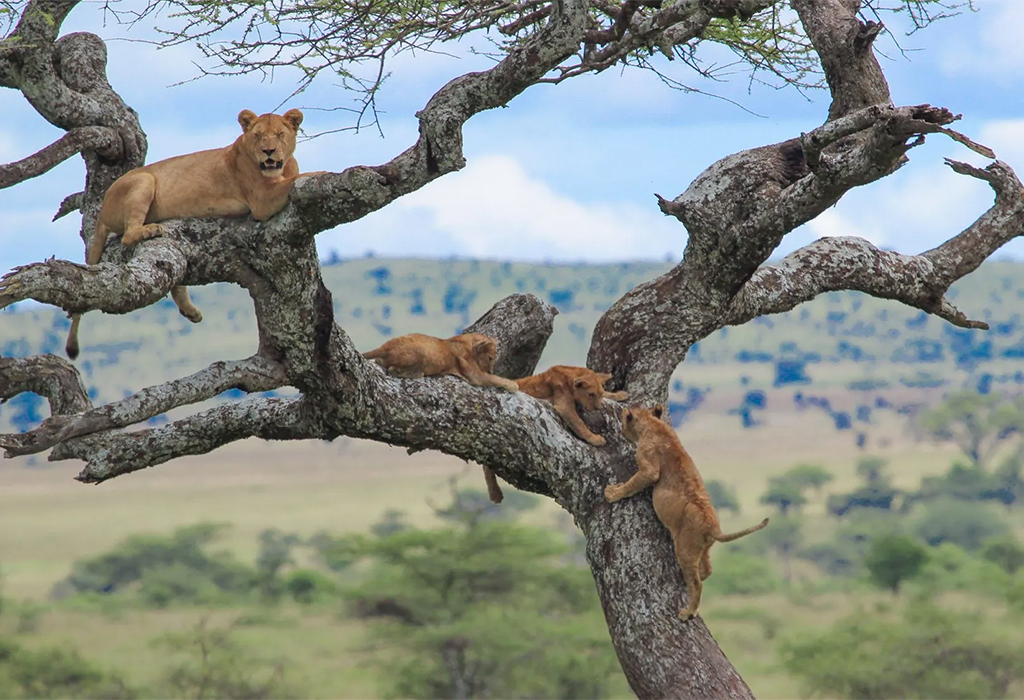 The Famous Tree-Climbing Lions of Lake Manyara