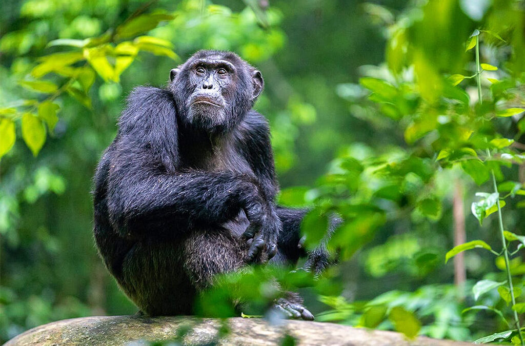 The Number of Days to spend on Gorilla and Chimp Tour in Rwanda