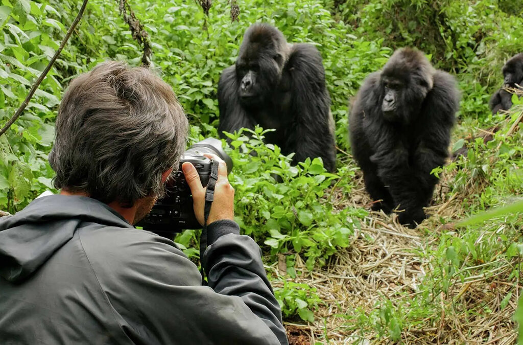 The Number of Days to spend on Gorilla and Chimp Tour in Uganda