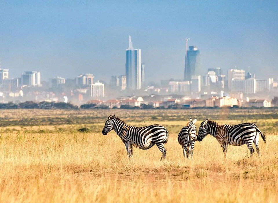 Top 10 Animals to See in Nairobi National Park