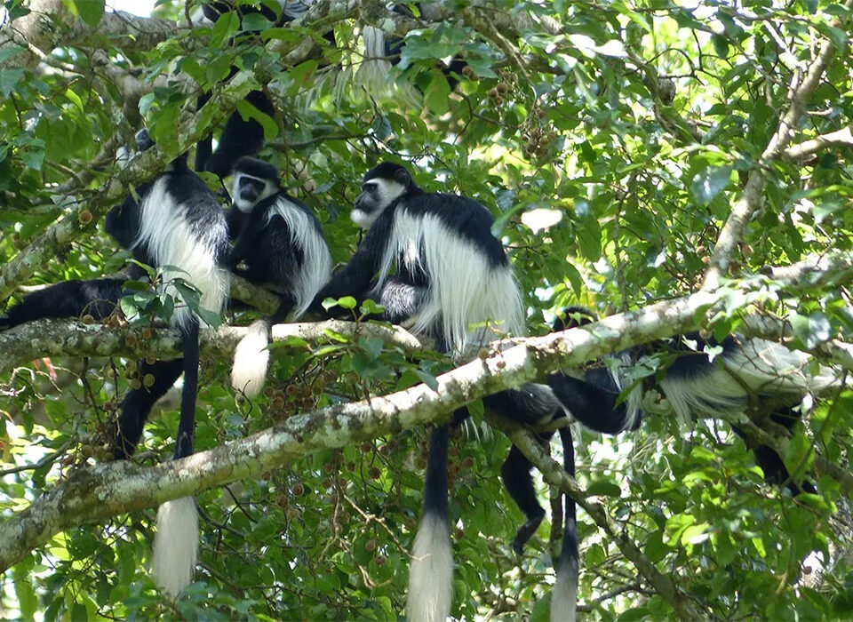 Top 5 Primates Species to Encounter in Uganda