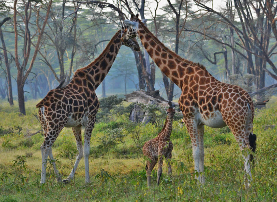 Top Animals to See in Lake Nakuru National Park