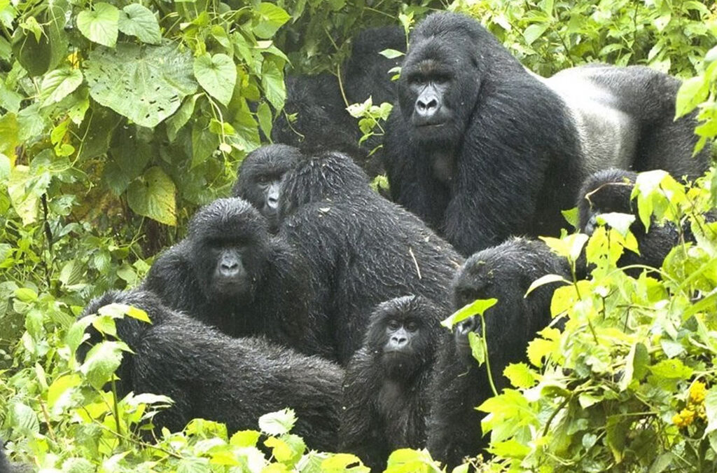 Tracking the Habinyanja Gorilla Family in Bwindi
