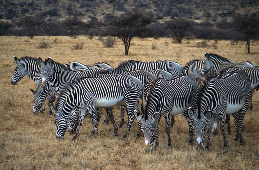 Unique Wildlife in Samburu National Reserve
