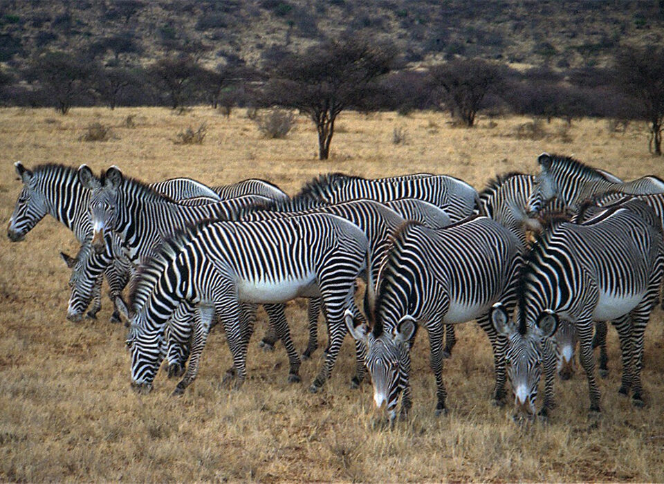Unique Wildlife in Samburu National Reserve