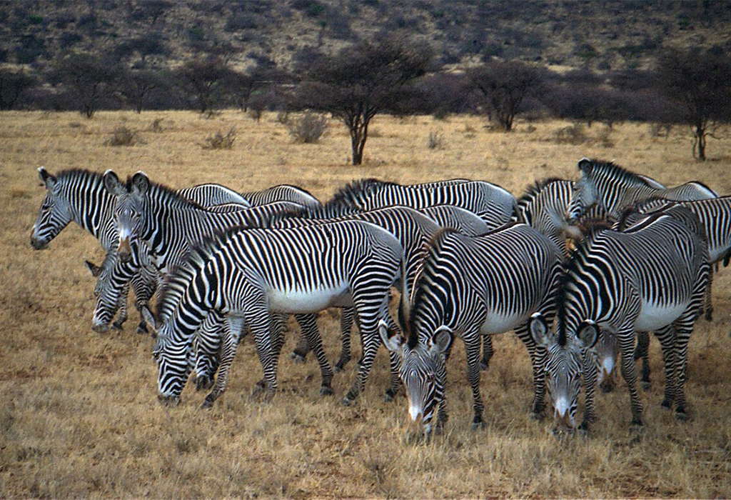 Unique Wildlife in Samburu National Reserve