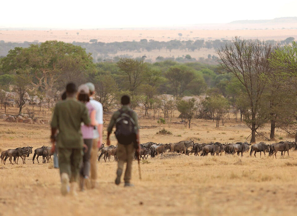 Walking Safaris in Serengeti - What You Need to Know