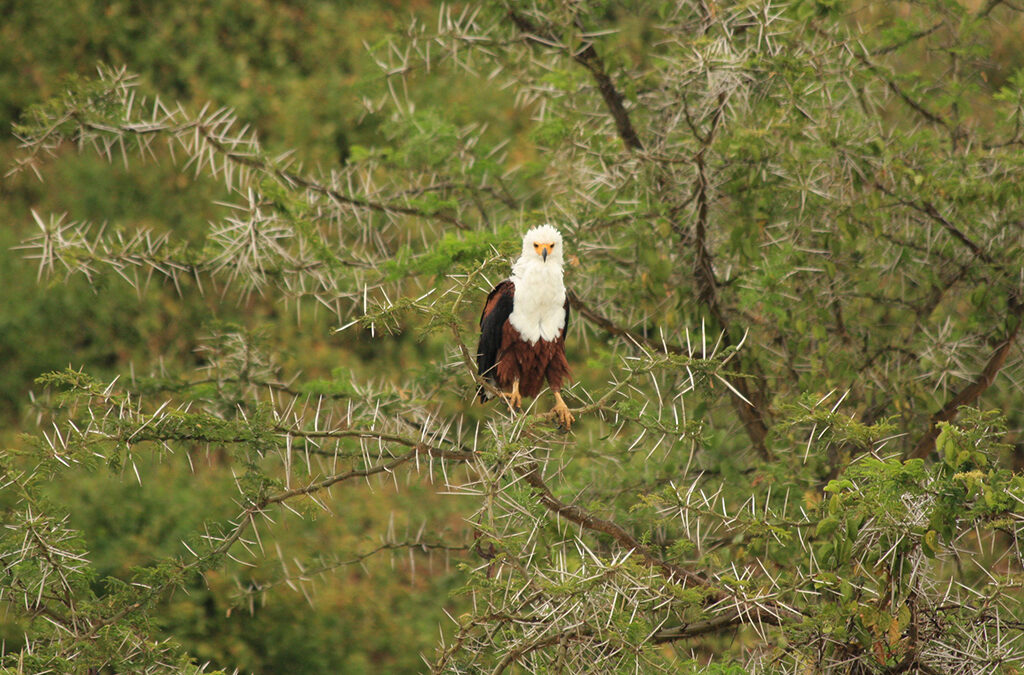 Best Birding Destination in Africa