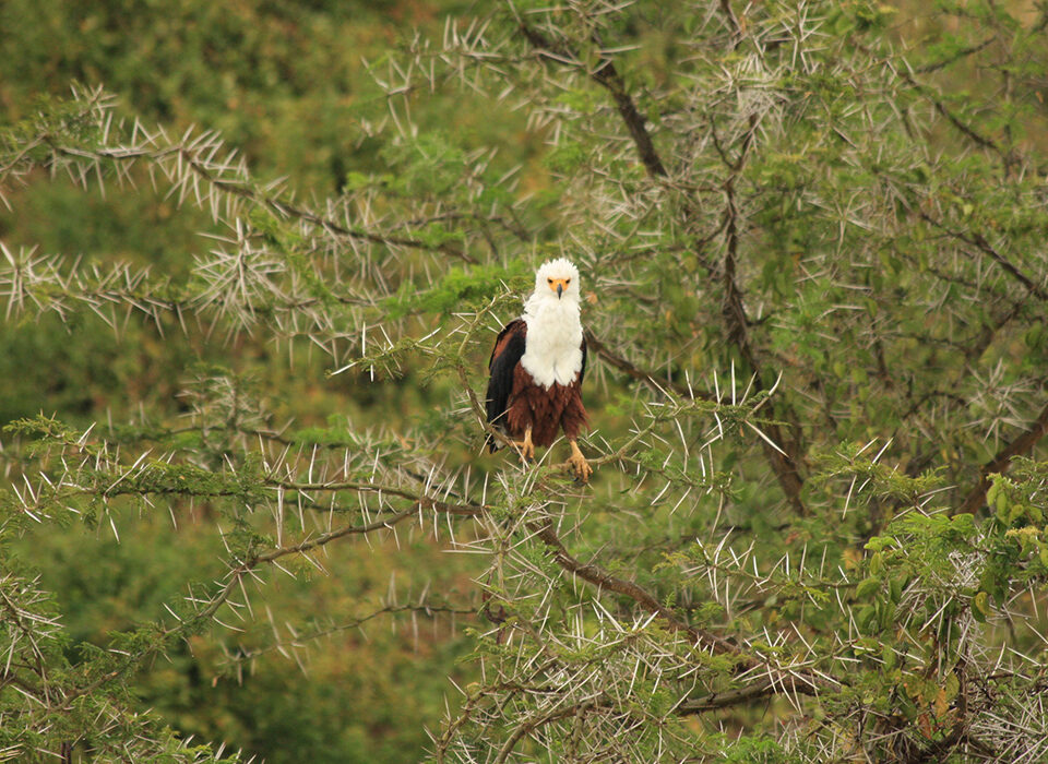 Best Birding Destination in Africa