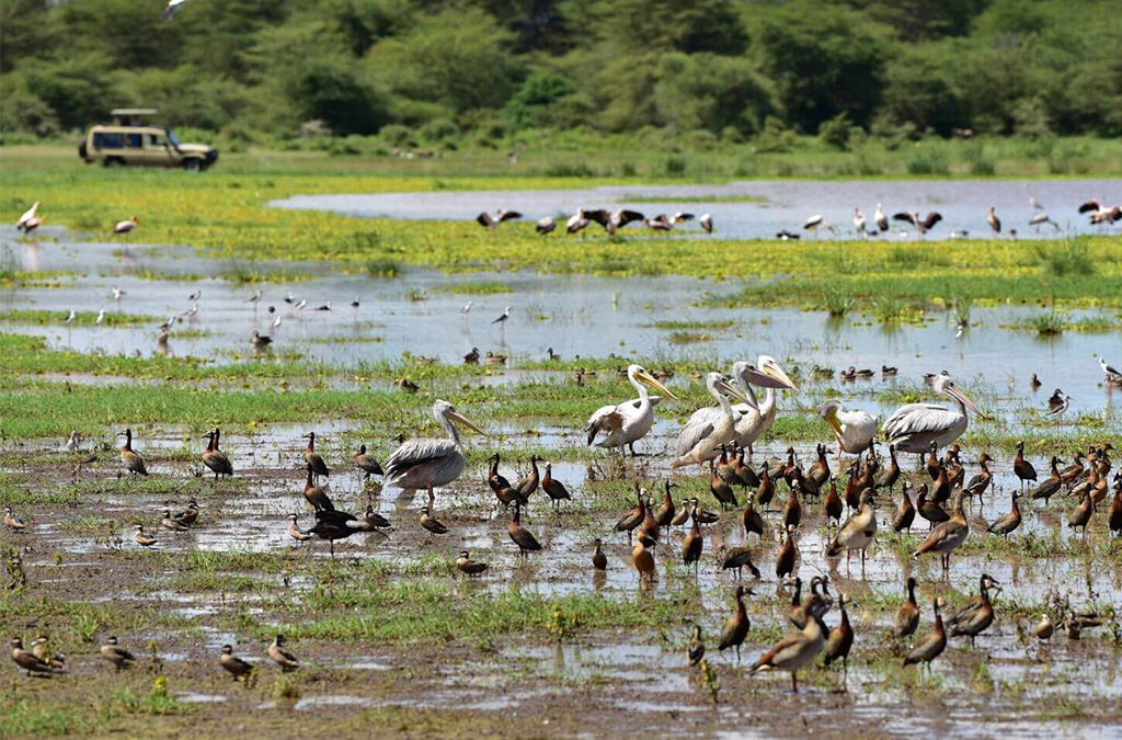 Why Lake Manyara is a Paradise for Birdwatchers