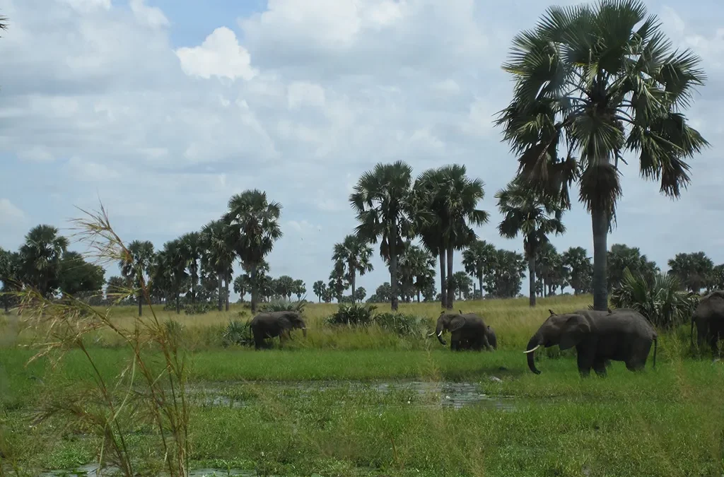 Best National Parks for Elephants in Rwanda and Uganda
