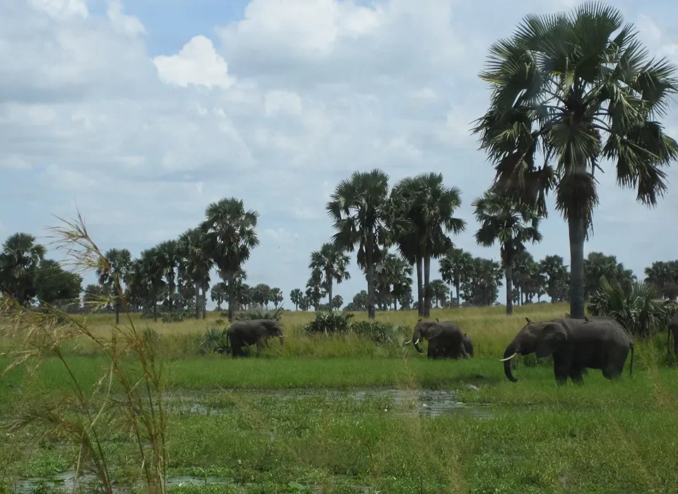 Best National Parks for Elephants in Rwanda and Uganda
