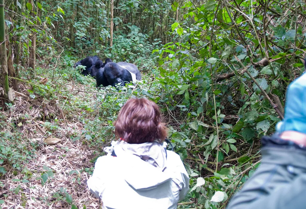 Best Safari Ideas in Uganda & Rwanda for YouTubers