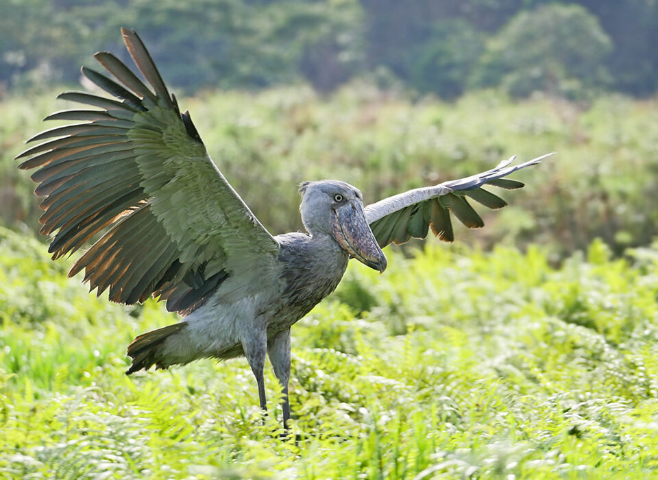 Birding & Gorilla Safari in Uganda and Rwanda - 21 Days Itinerary