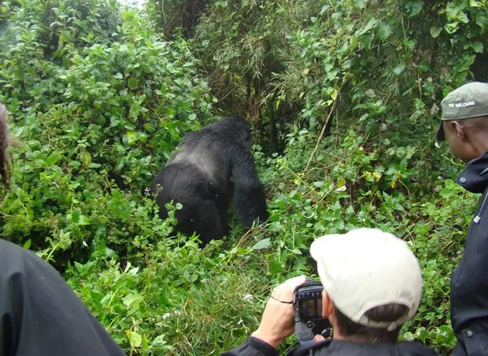 Can I Change the Date of My Gorilla Permit in Uganda