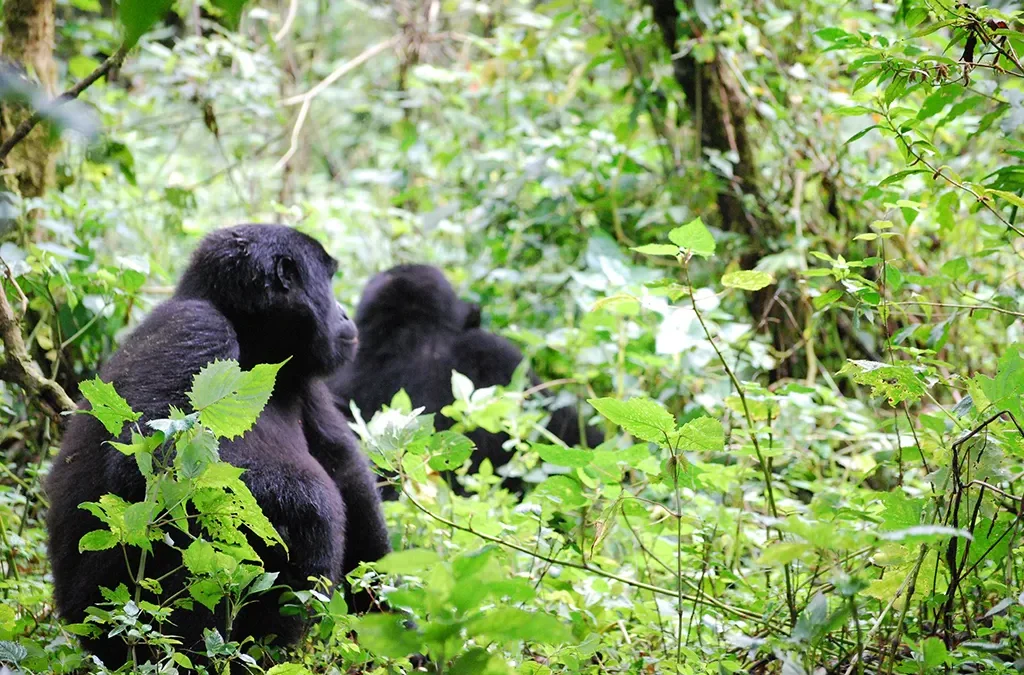 Cheapest Way to See Gorillas in Uganda