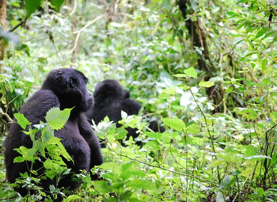 Cheapest Way to See Gorillas in Uganda