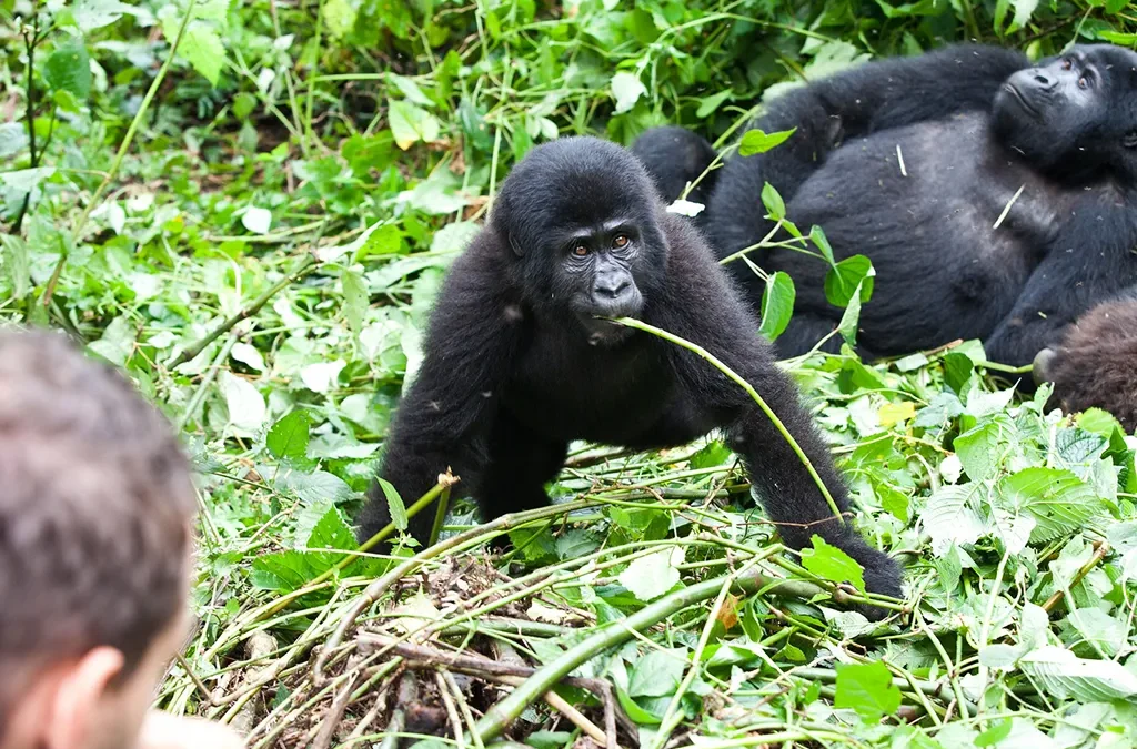 Double Gorilla Trekking in Bwindi from USA - A Complete Guide